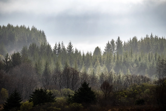 Forêts de bretagne nord lors du stage photo